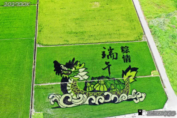 【苗栗。苑裡】苑裡鎮農會彩繪稻田。粽情端午。龍舟搖曳田間。空拍攝影分享