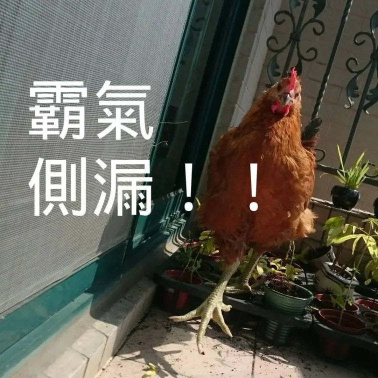 台南東區 | 早午餐．開普咖啡Cape Cafe