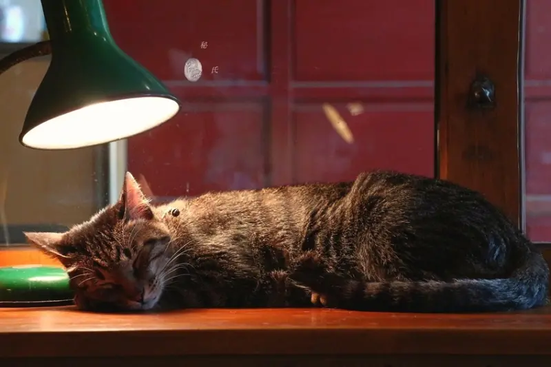 【台南】Cafe Chamber 秘氏咖啡, 隱藏永樂市場港式咖啡廳