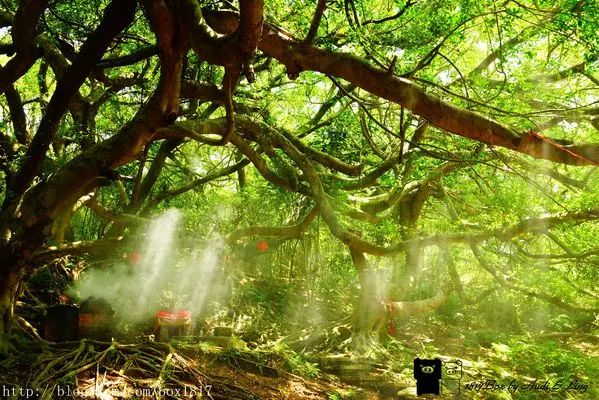 【苗栗。後龍】百年榕樹土地公廟。光影與樹林交織的神話