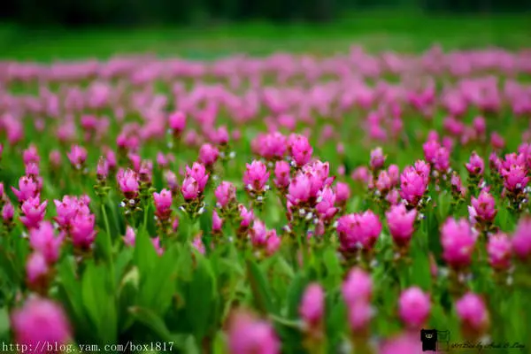 【彰化。田中】萬綠叢中一抹紅。粉紅佳人。薑荷花。田中景點。田園賞花趣