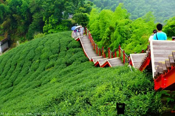 【嘉義。梅山】龍眼村休閒步道。碧湖村茶園風光