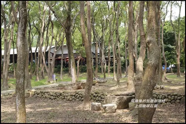 苗栗通宵。上田咖啡莊園悠閒下午茶