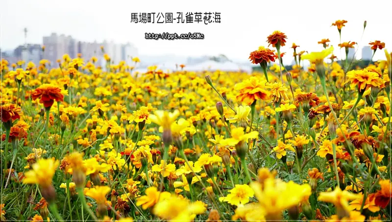 【馬場町公園】免去人擠人賞花的困惱，來市區賞花，占地900平方公尺的孔雀草花海，現已熱情綻放
