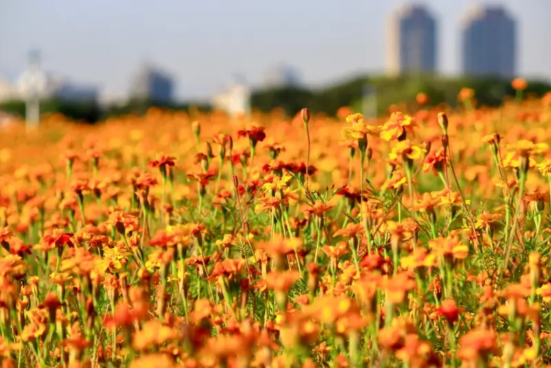 孔雀草花兒怒放在900平方公尺：台北市馬場町紀念公園