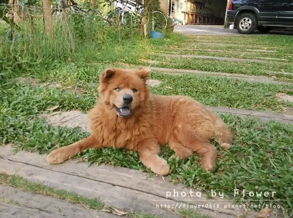 【台中旅遊】益健乳羊牧場