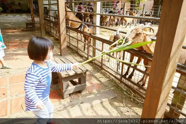 {台中景點}台中免費景點：「益健乳羊乳場」，免門票、免停車費，只要20元就可以體驗餵羊樂趣，現場還有好喝又好吃的羊乳製品！