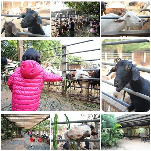 ＜台中景點＞益健乳羊牧場。羊多到爆的迷你小牧場～