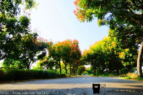 【彰化。溪湖】台灣欒(櫟)樹隧道。繽紛登場