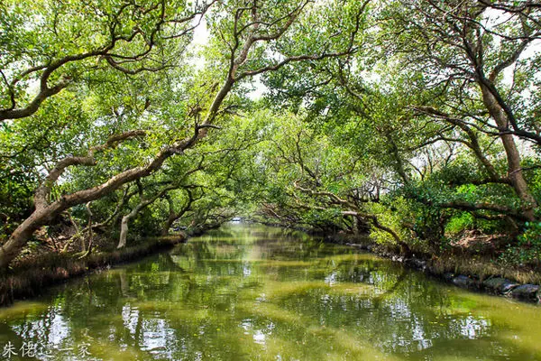 【台南景點】四草綠色隧道。台灣版亞馬遜河,具有豐富的生態之旅