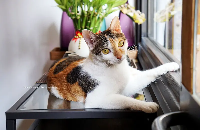 【台中西區】植民咖啡 - 你絕對想不到模範市場巷弄裡面藏了一家咖啡館.好隱密.店貓.單品.品咖啡.被咖啡精神殖民了嗎?.近赤坂屋日式燒烤燒肉和麗加園邸酒店