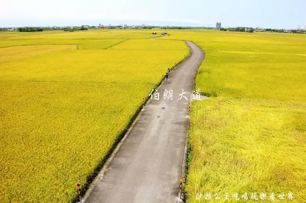 宜蘭冬山景點『三奇伯朗大道』這樣的美景再熱都要朝聖