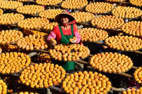 味衛佳曬柿餅做柿染~天然尚好