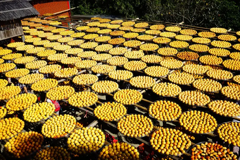 味衛佳柿餅觀光農場-新埔曬柿乾-蔚成觀光景點人潮多