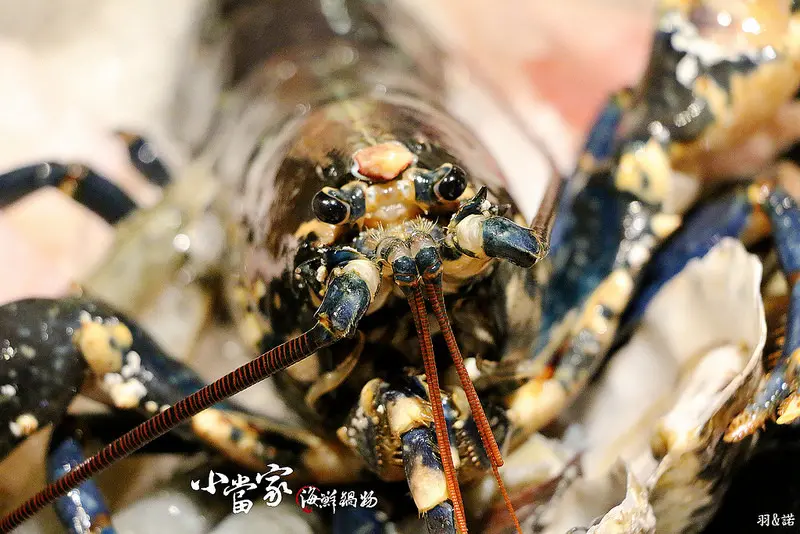  【羽諾食記】小當家海鮮鍋物-民生店❤民生社區藍龍蝦火鍋