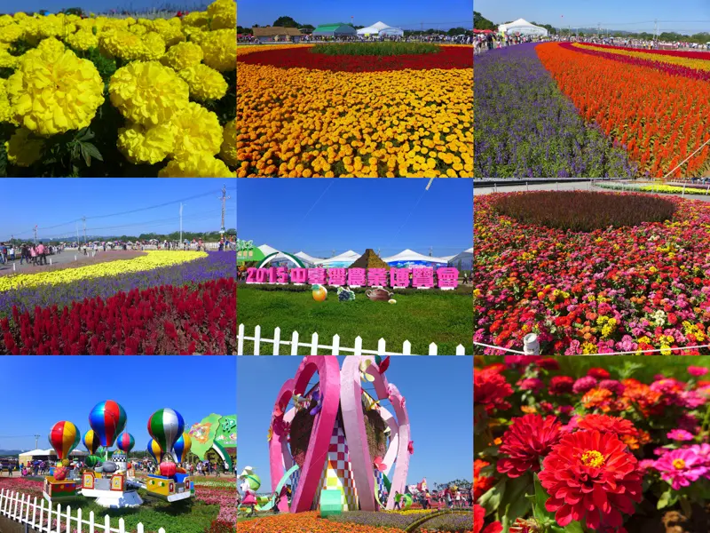<台中。新社>2015新社花海-美麗花毯節修揪賞花去!大規模花毯讓你拍個夠!