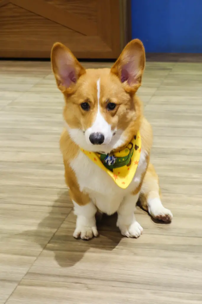 (忠孝新生美式餐廳 )跑飯店the Paw Hotel-寵物友善餐廳,快來見可愛的副店長凸凸