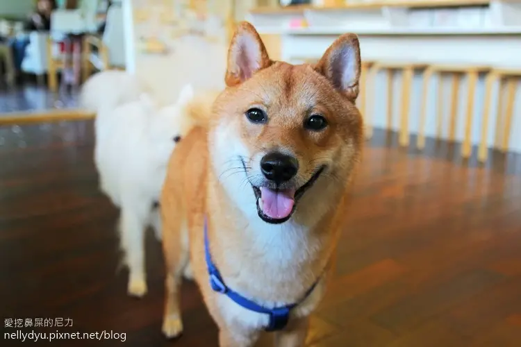 『食記』高雄鳳山。那個家之高雄寵物餐廳，毛寶貝的快樂園地