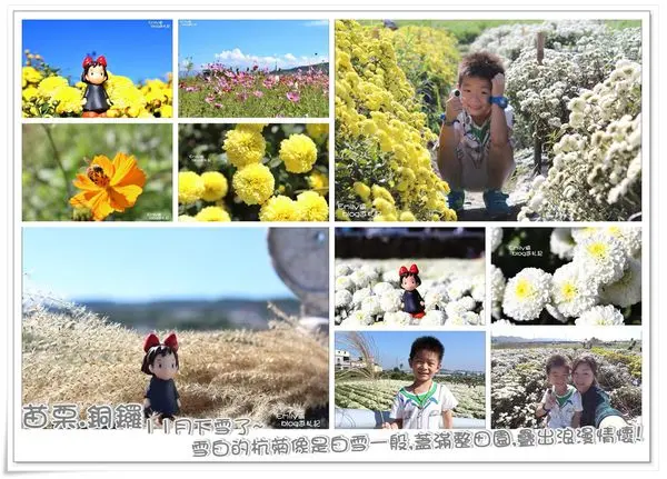 ╠苗栗銅鑼。賞花記╣杭菊盛開時雪白一片的景象~❄猶如綠色的田園披上美麗的白皚皚一般白雪,營造出多樣情趣的秋意詩情!(2015.11.21杭菊花況)