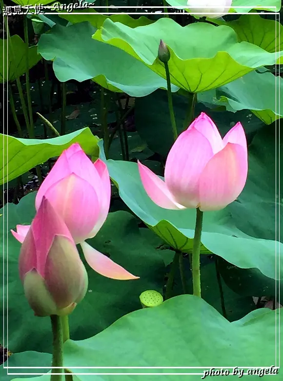 ▪ 台中 - 賞荷來這裡~東勢林業文化園區滿池荷花盛開中!!