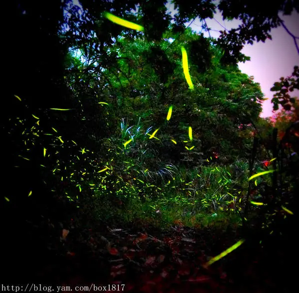 【台中。東勢】2017螢火蟲季。點點螢光浪漫夜。火金姑饗宴。另附2017全台賞螢景點