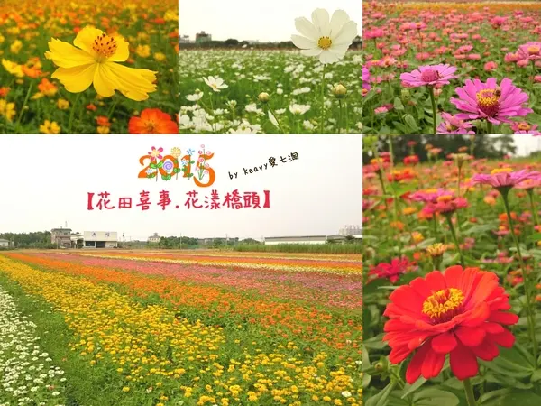 ★高雄橋頭★2015【花田喜事.花漾橋頭】賞花活動序曲。