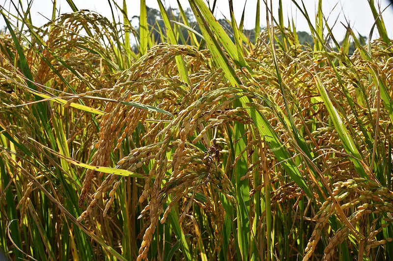 體驗客家在地風情-苗栗好好玩(上)西湖店仔街, 幸福有機農園