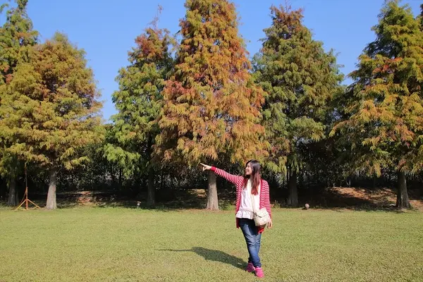 【嘉義民雄景點】悅來居莊園~白色唯美夢幻小木屋，一整排草原落羽松盡情美拍        
      