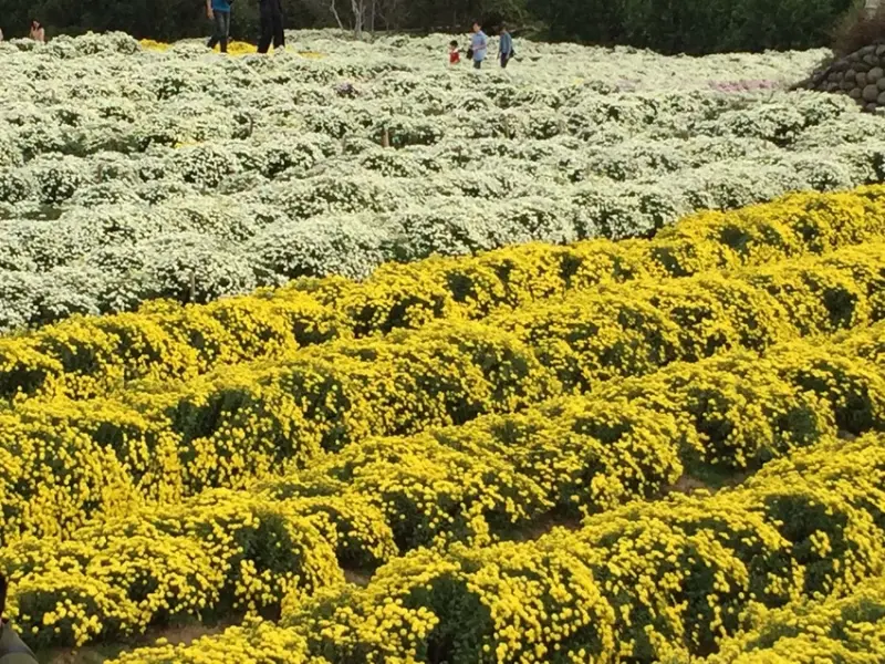 旅行｜銅鑼 九湖杭菊花海