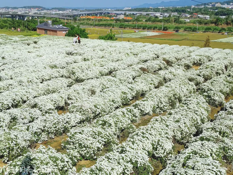 【苗栗-銅鑼鄉】2019苗栗銅鑼杭菊芋頭節「菊開富貴 芋你有約」11月中旬至12月上旬