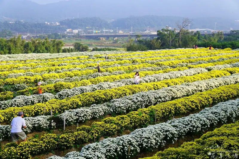 【苗栗-銅鑼鄉】2017苗栗銅鑼杭菊芋頭節「菊祥如芋」11月中旬至12月上旬