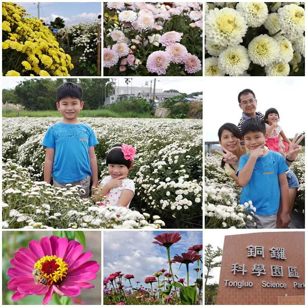 【苗栗銅鑼】2015苗栗銅鑼杭菊芋頭節。九湖村正下著美麗的11月大雪