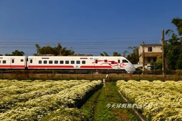 銅鑼杭菊。捕捉疾速飛馳瞬間的杭菊美景