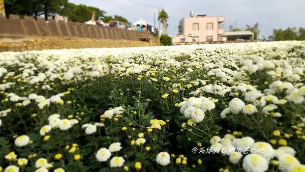 2019銅鑼杭菊。漫步在田間小路聞著隨風飄來的淡淡菊香。初體驗炸菊花