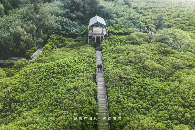 《新竹新豐》新豐紅樹林生態保護區 森林綠廊道裡的清新漫步