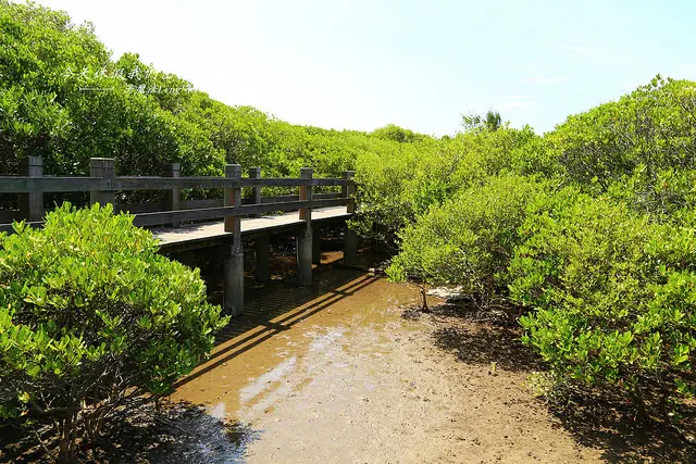 [新竹⊙新豐]紅樹林。生態步道。欣賞紅樹林的另一種美