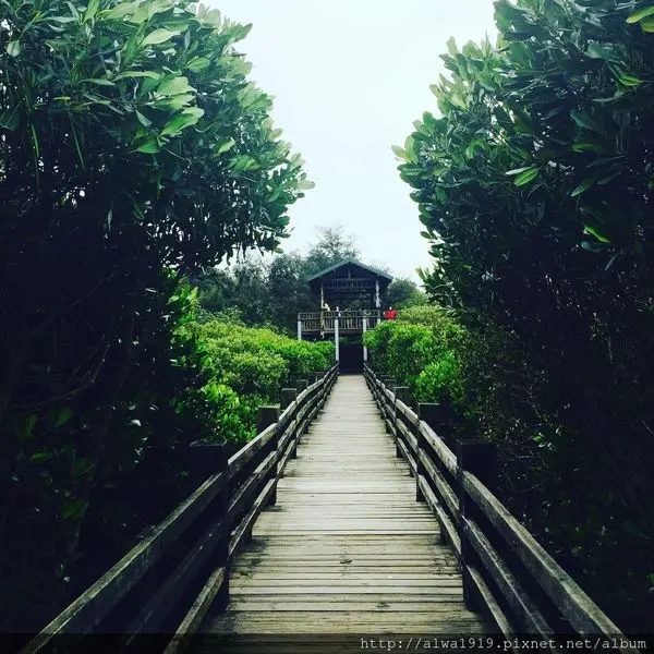 【新竹新豐私房景點】紅樹林生態保護區，輕鬆拍出電影場景│在綠色隧道中體悟天地之美│紅毛港池府王爺廟│國寶級生態教室│親子小旅行