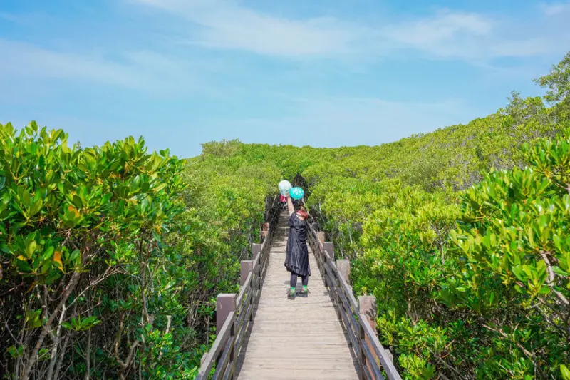 新豐紅樹林生態保護區X魔王 新竹縣新豐鄉 瞭望無際的綠海隧道 新竹在地景點  台灣鐵路 新豐站 內文有交通資訊