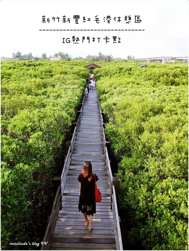 ◎新竹◎新豐◎熱門IG打卡點，被綠色包圍的紅毛港休憩區，漫步在紅樹林的家