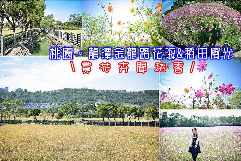 【桃園遊記】龍潭秘境波斯菊花海。金龍路稻田風光。超美秘境自行車道。繽紛花卉亮眼盛開​