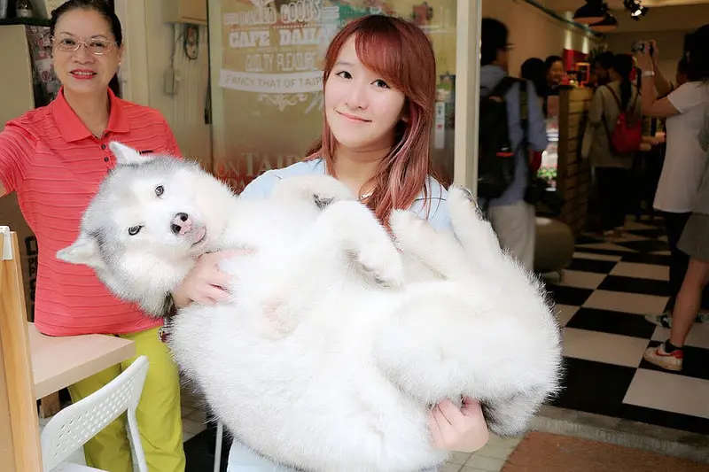  【羽諾分享】臺北美食店家再造計畫❤找回料理精神-臺北街角美食之旅