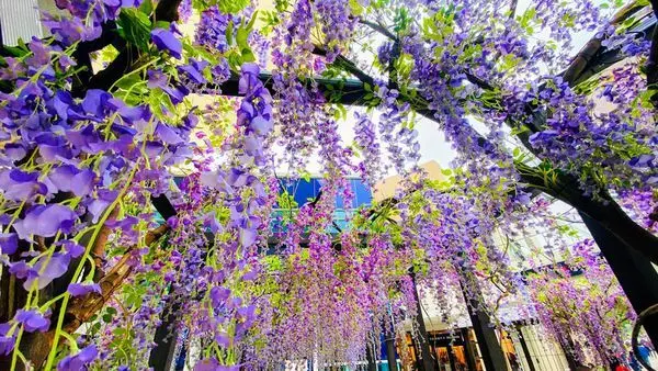 2020紫藤花季|林口紫藤花海秘境|紫色花海隧道好夢幻|林口三井outlet最新藝術裝置紫藤花廊|Mister Donut與泡泡先生粉紅約會
