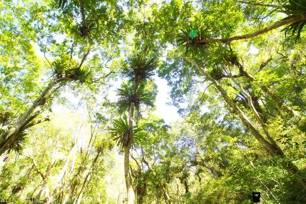 【台中。和平】雪山坑原始森林。山蘇林祕境。賽德克巴萊拍片場景