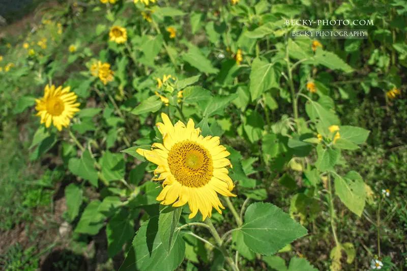 【苗栗】。不一樣的『南庄一日遊』蓬萊花海秘境拔蘿蔔、DIY客家蘿蔔糕 │蓬萊社區