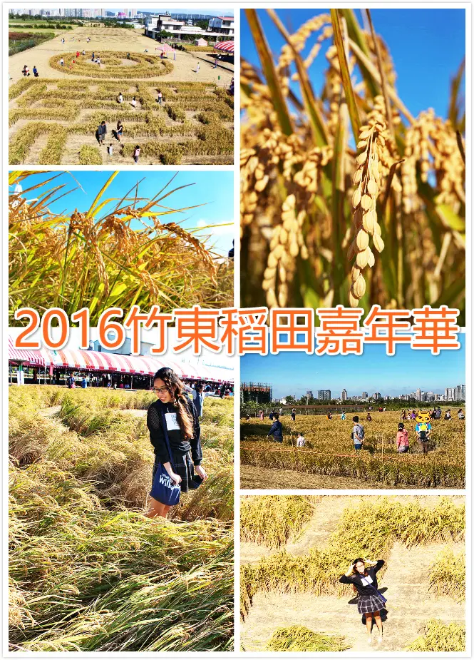 ((藝術饗宴))2016竹東稻田嘉年華。特別限定2日，正方形迷宮X圓形迷宮，陽光灑下的金黃珍貴感，我在稻田迷宮中捉迷藏