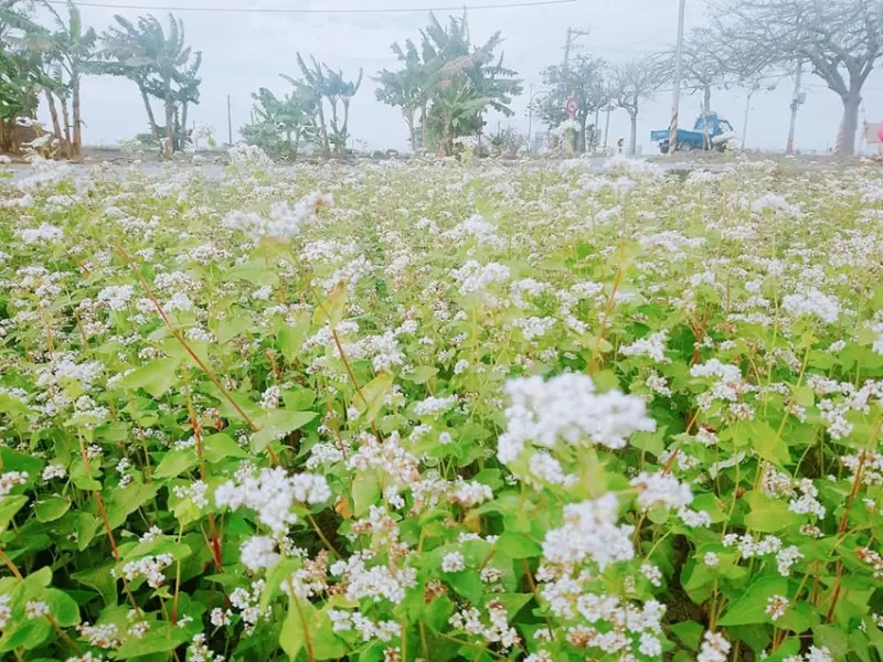 <遊記> 彰化 二林 12月蕎麥花田似飛雪 不敵冬風傷美景