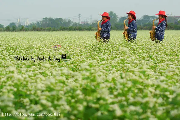 【彰化。二林】雪白蕎麥花田。台灣少見的蕎麥花海。彰化二林賞雪趣