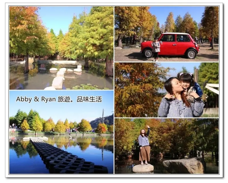 【台中后里景點】泰安國小落羽松秘境～戀戀落羽松地景藝術。唯美的水上落羽松好夢幻！