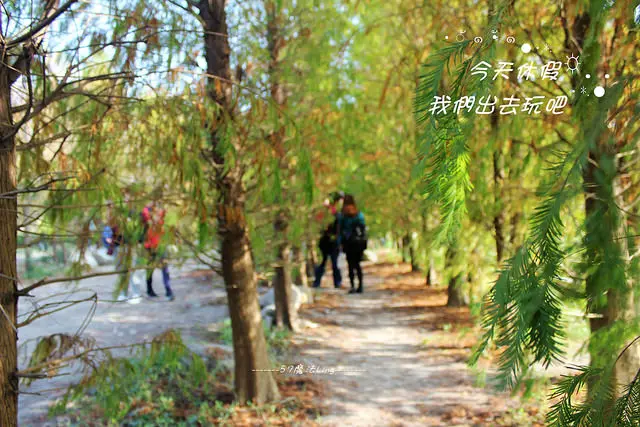 [ 台中⊙泰安]落雨松森林。走入不是秘境的秘境。超好拍