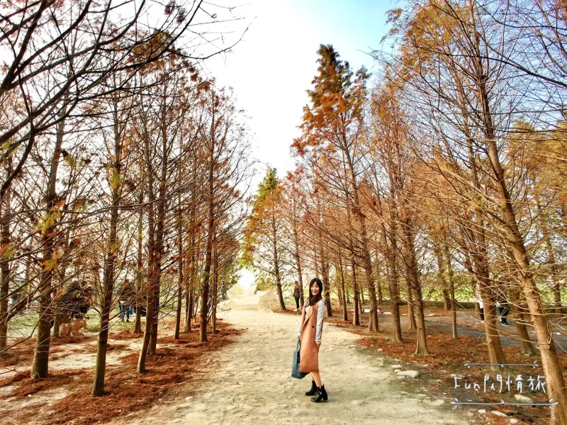 【台中泰安。落羽松】彷彿台灣版的冬季戀歌♥如癡如醉的夢幻落羽松森林-Fun閃情旅